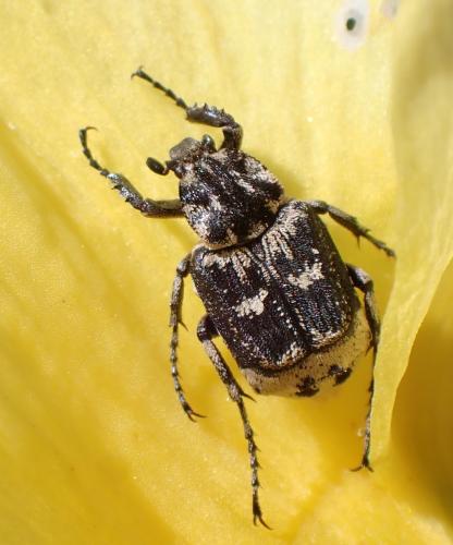 Valgus hemipterus